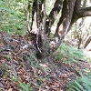 Plants: image 99 Of 208 Thumb
